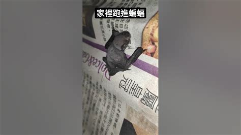 蝙蝠跑進家裡代表什麼|【蝙蝠來家裡是什麼意思】蝙蝠來家裡好還是壞？解讀蝙蝠入宅的。